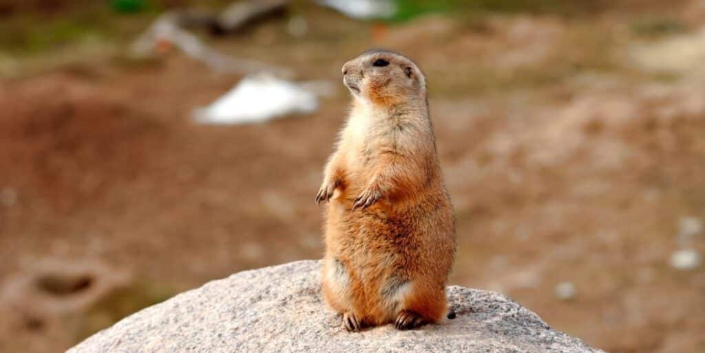 prairie dog standing on a rock