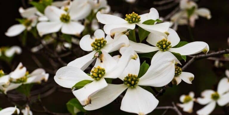 What is Dogwood?