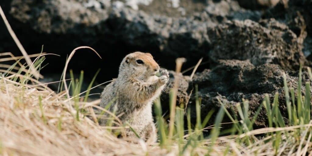 What Are Prairie Dog Burrows like?