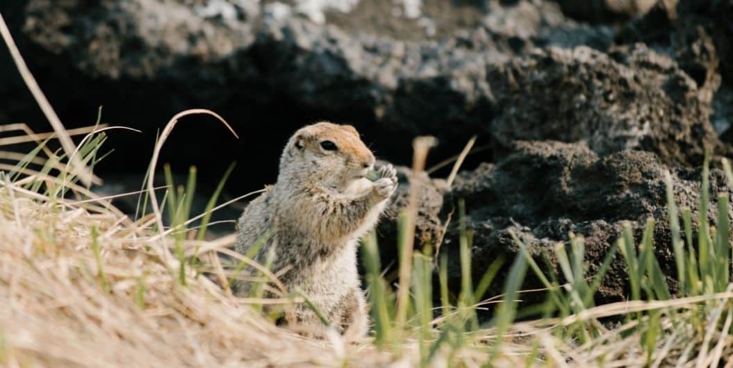 prairie dog eating grass