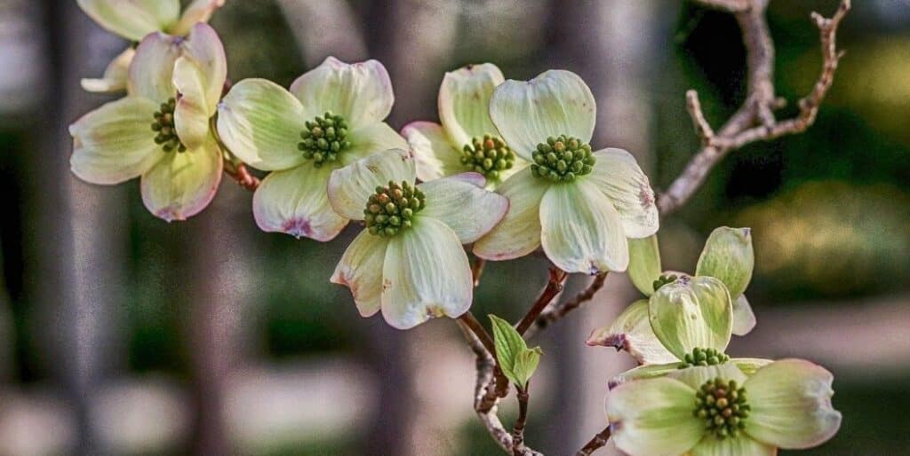 dogwood flower