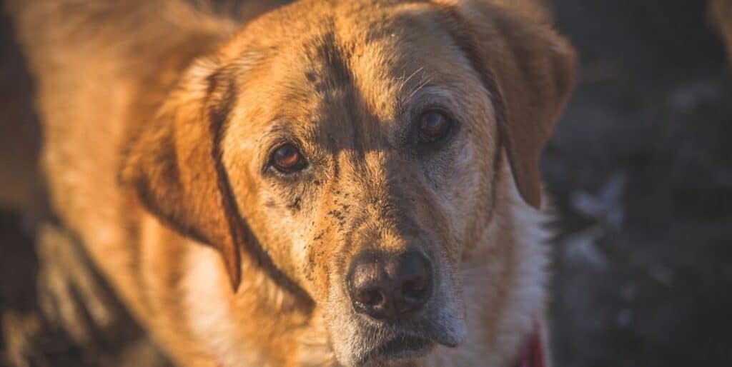 muddy brown dog