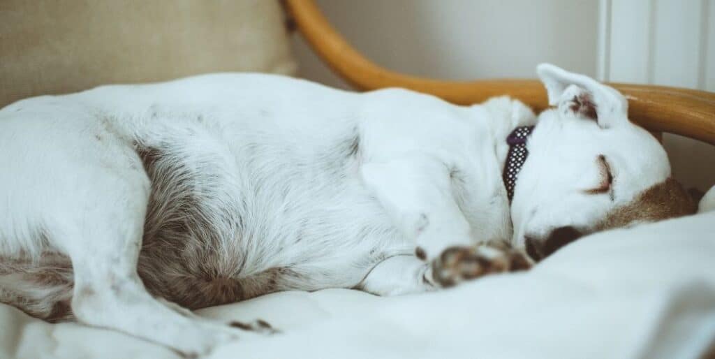 white dog sleeping on the couch