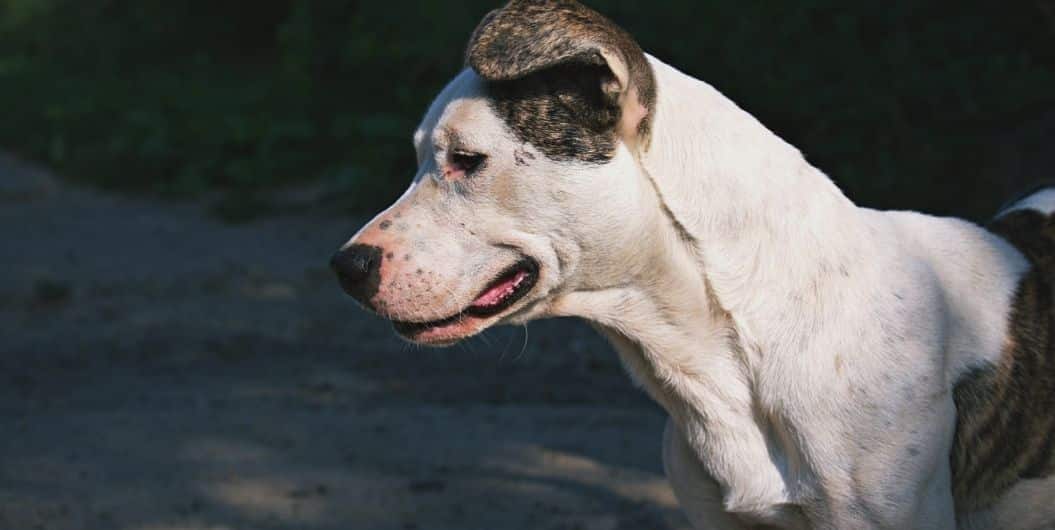 white dog with black ears