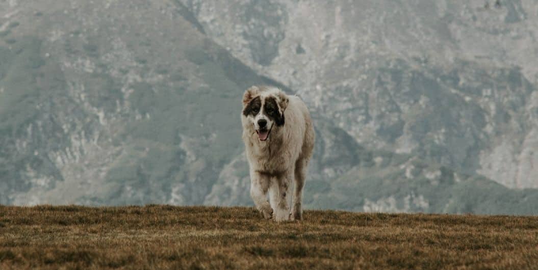 large dog running