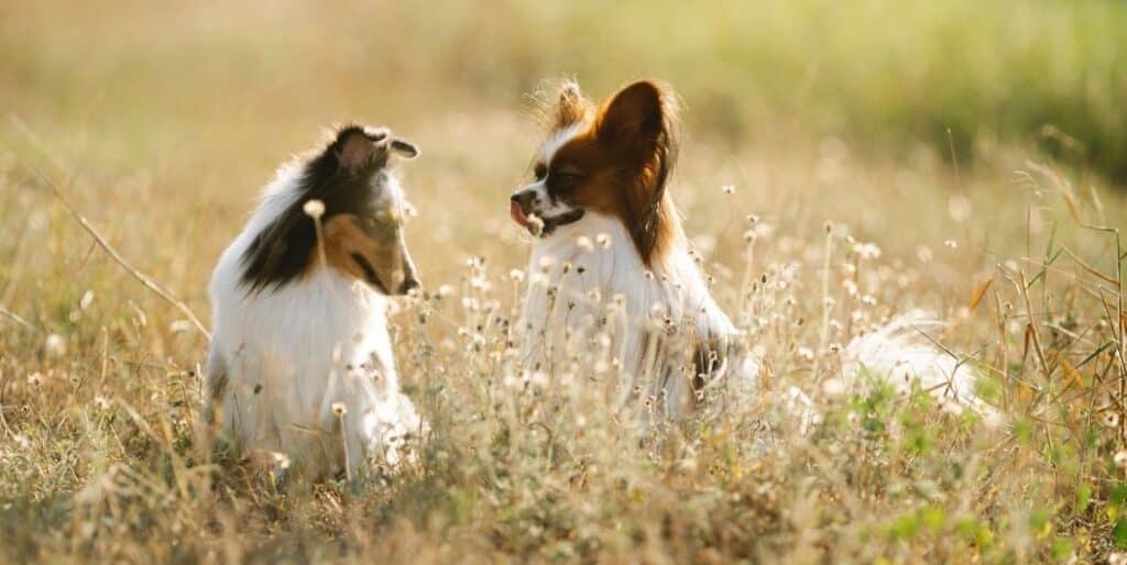 two papillon dogs