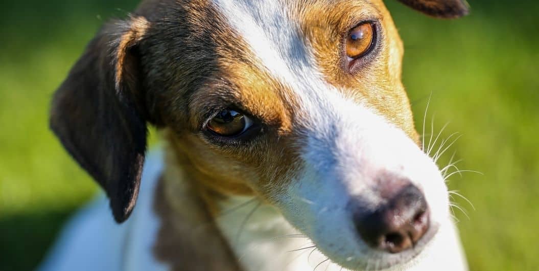 dogs staring at the camera