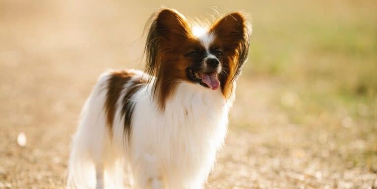 What is a Papillon Dog?