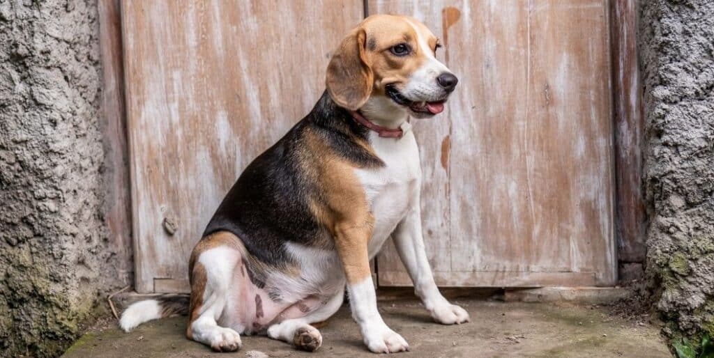 fat beagle