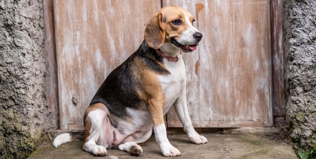 fat beagle dog