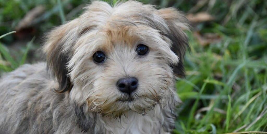 Havanese dog