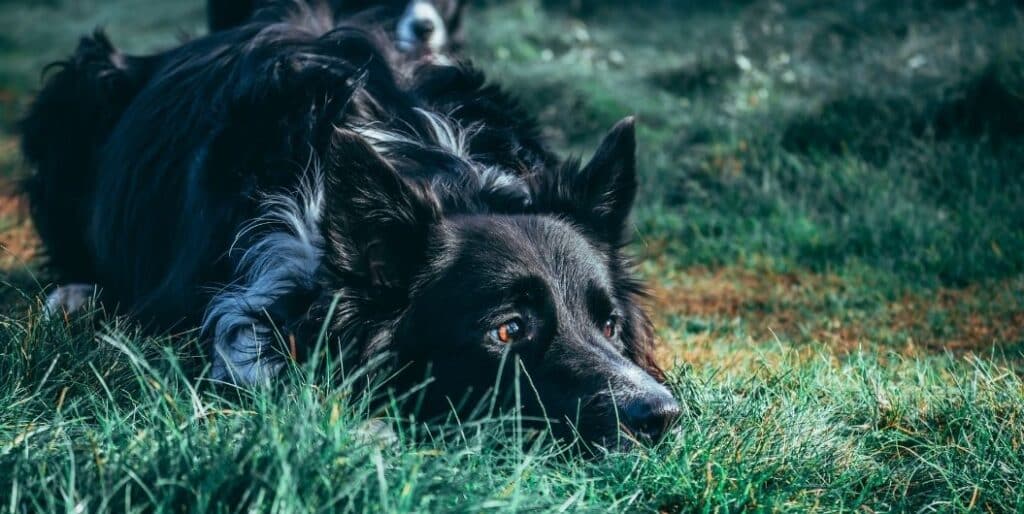 black German shepherd