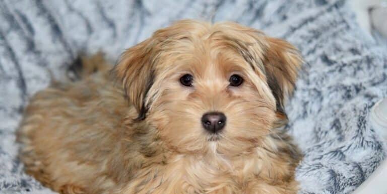 What is a Havanese Dog?