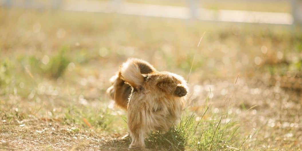 puppy on field