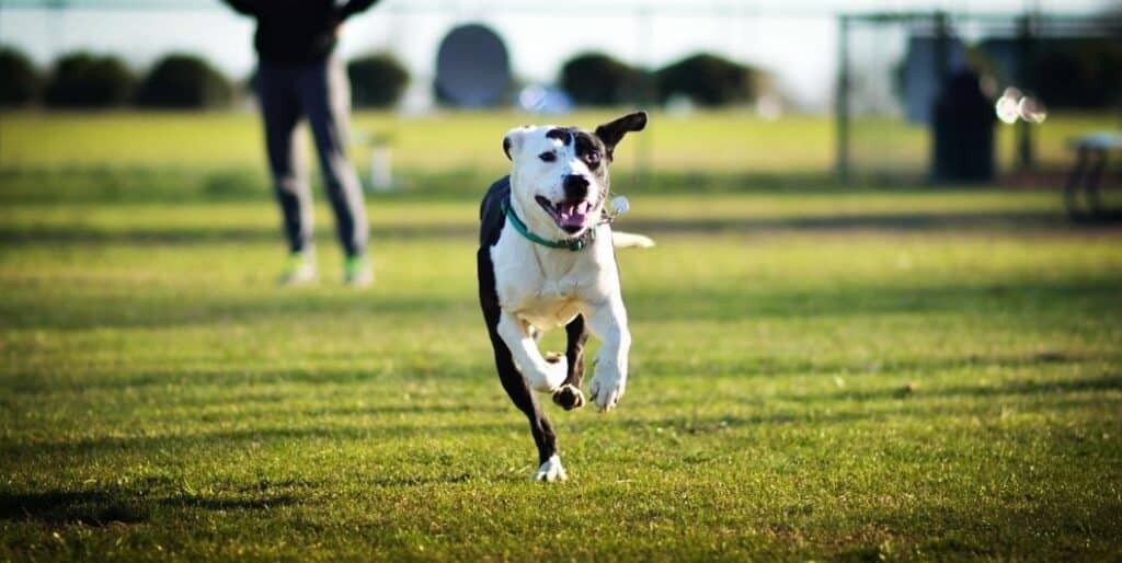 dog running in a dog park