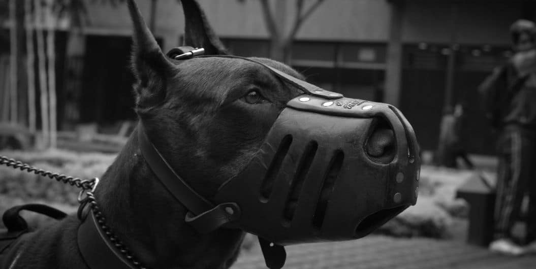black dog with muzzle