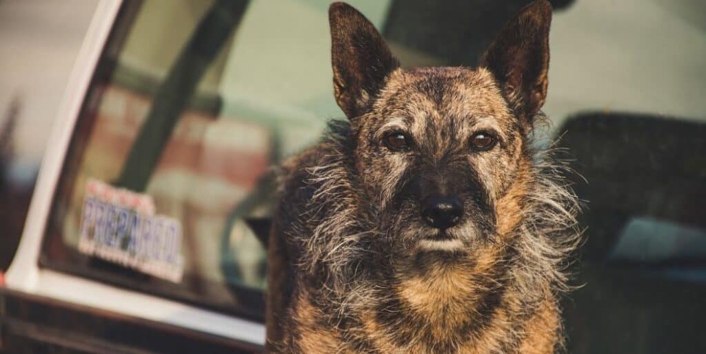 rugged brown dog