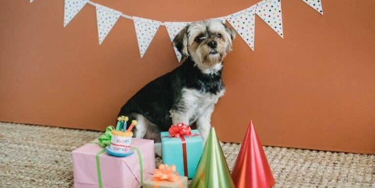 What is a Dog Birthday Party?
