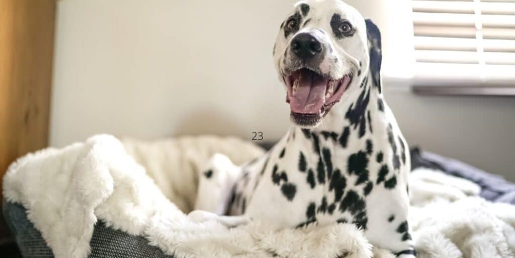 dalmatian in a dog bed