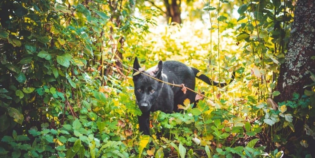 black dog walking in the forest