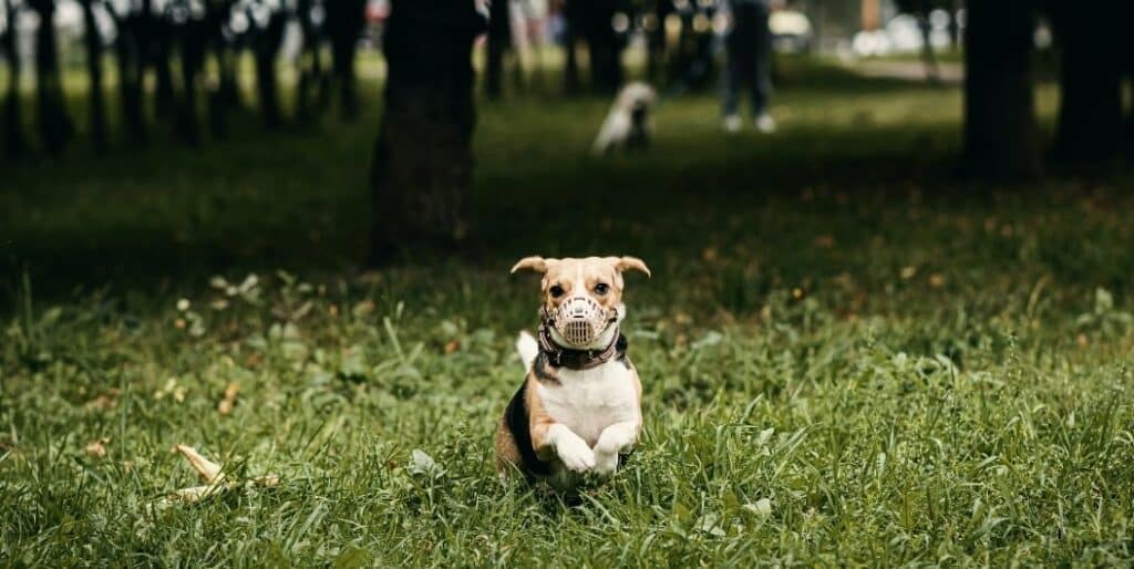 running dog with muzzle