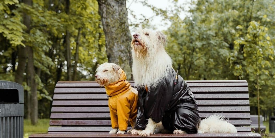 two dogs wearing raincoats