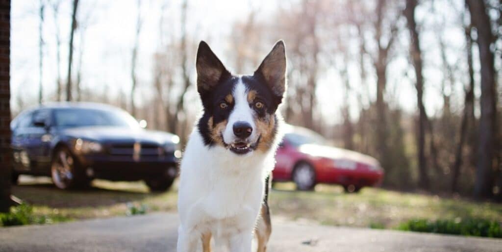 dog in a parking lot