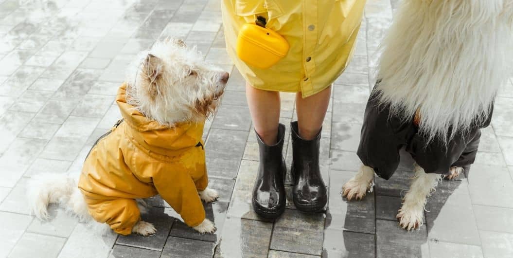 dogs wearing raincoat