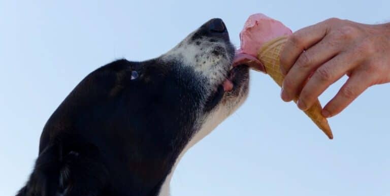 What Are the Different Types of Ice Cream for Dogs?
