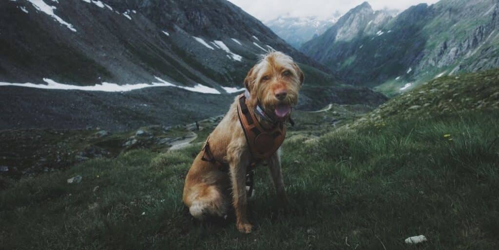 rescue dog on the mountain