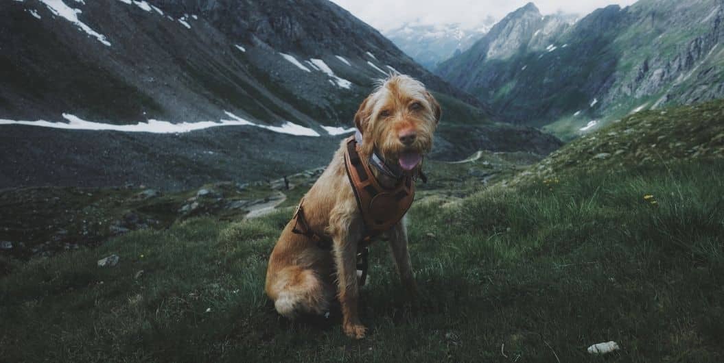 dog by the valley