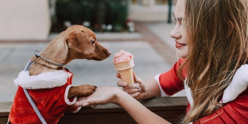 small dog eating ice cream