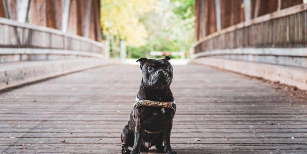 black dog on a bridge
