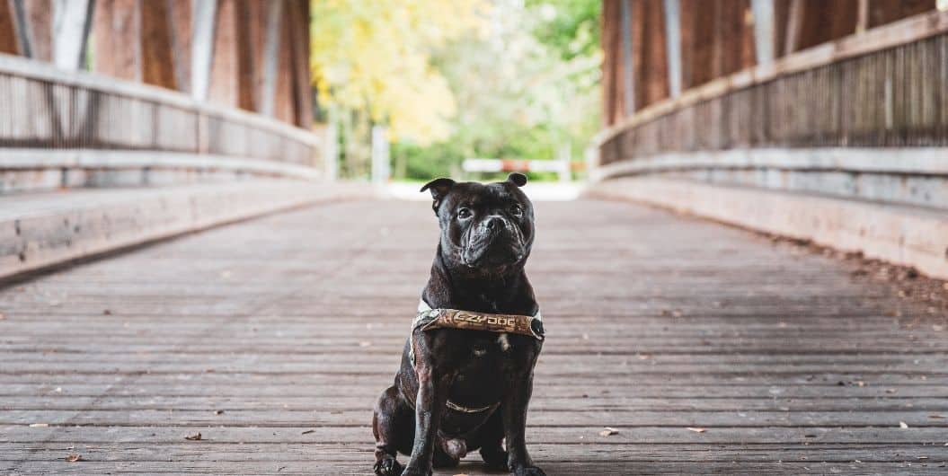 black dog on a bridge