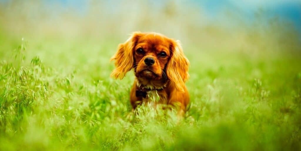 brown dog on a green field