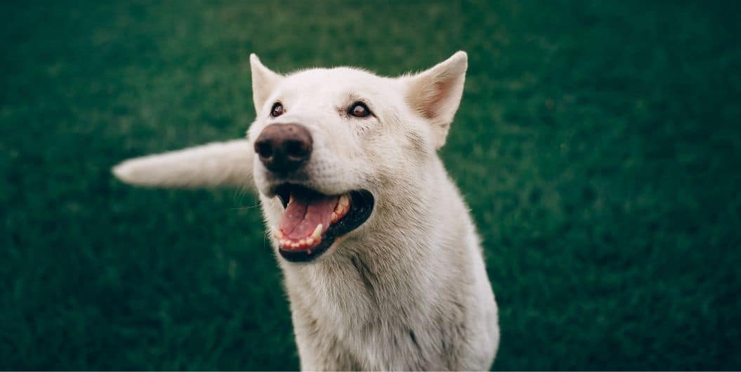 happy white dog