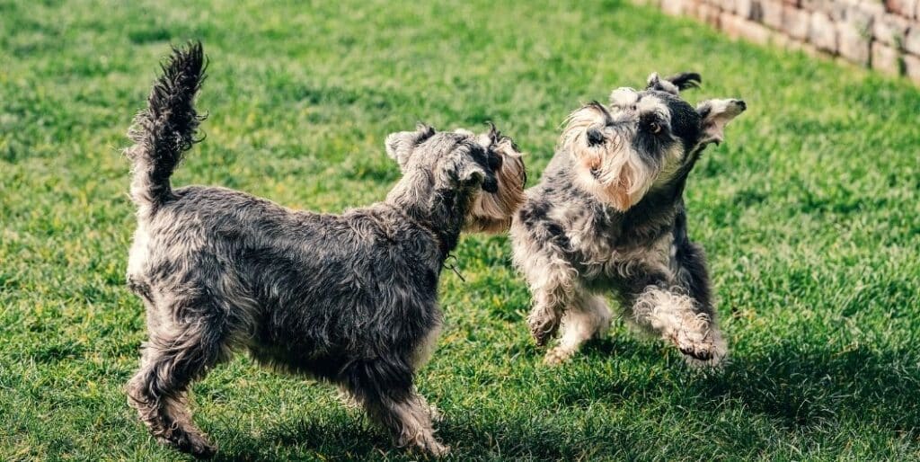 two schnauzer dogs playing