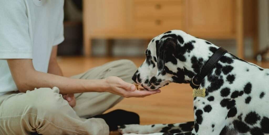 dog eating treats