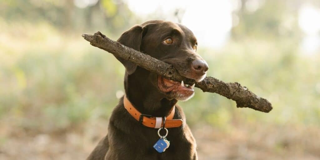 dog with tag biting a stick