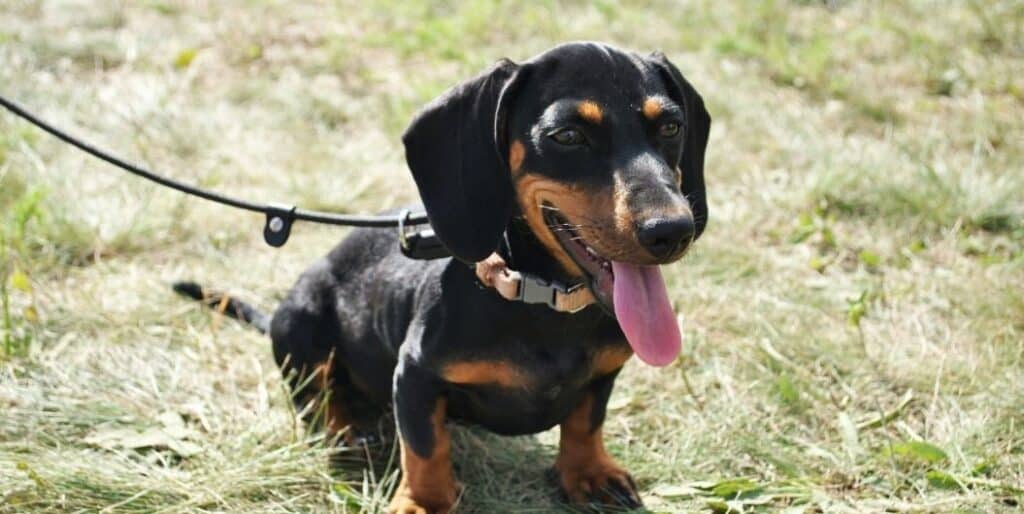 Dachshund on a leash