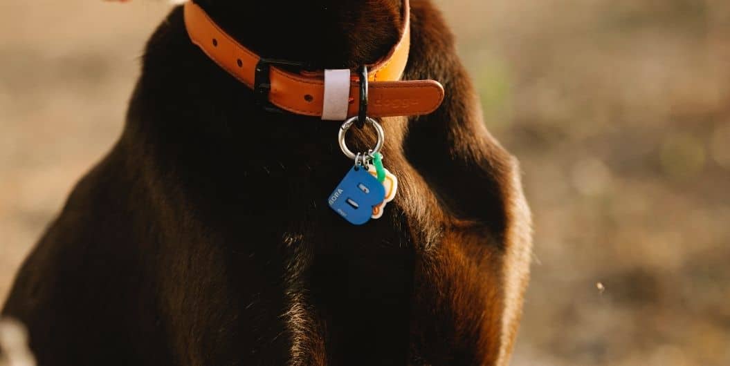dog with tag