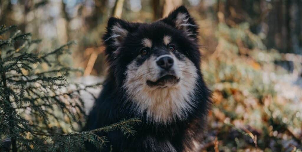 What Is Amitriptyline for Dogs?