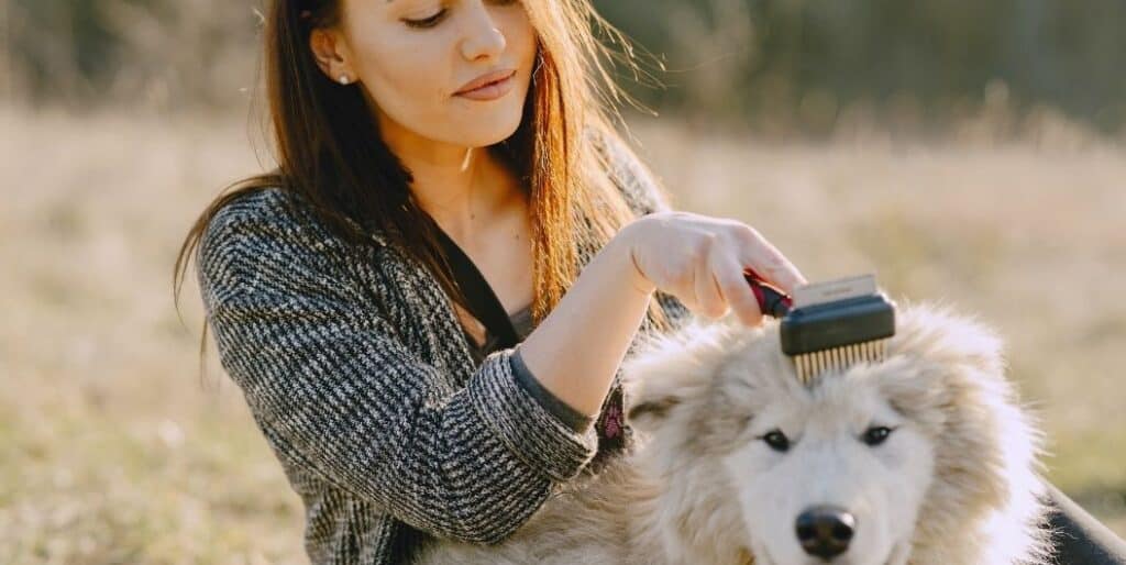 dog being combed
