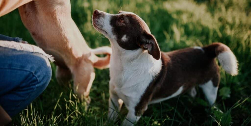 dog looking up at human