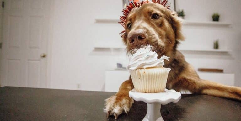 What Are the Different Types of Cupcakes for Dogs?
