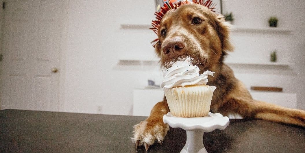 dog eating a cupcake