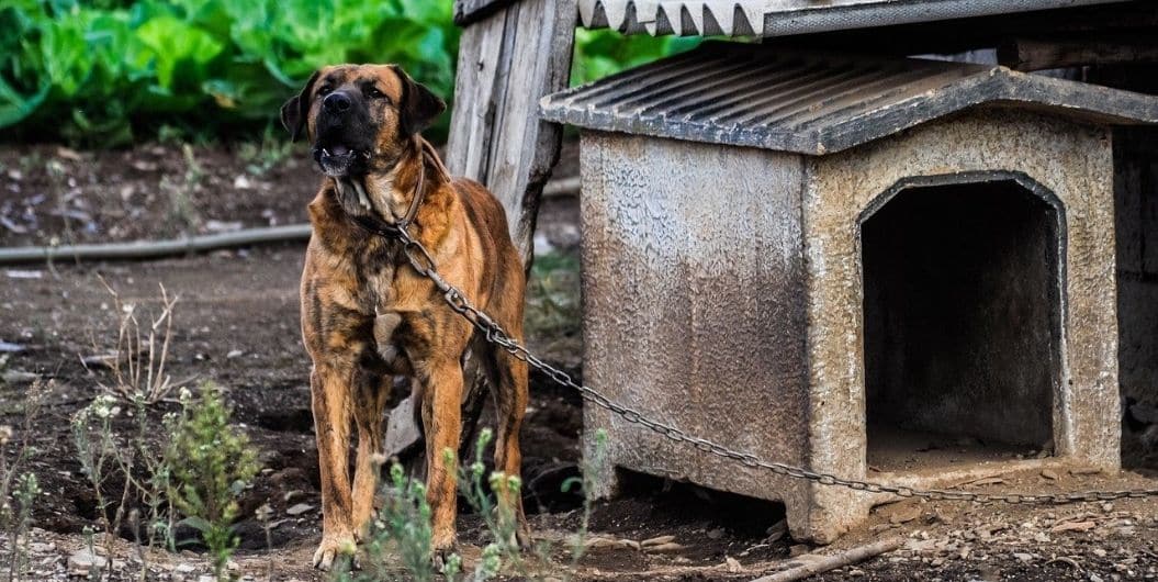 dog beside a dog house