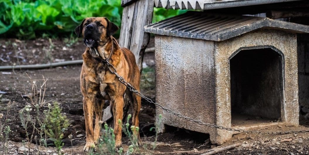 what is the difference between a dog kennel and crate