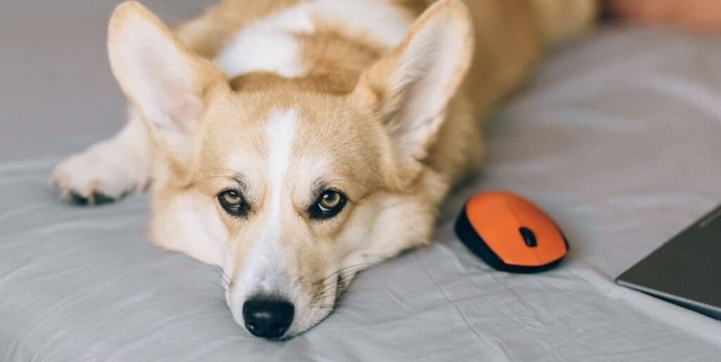 dog and computer mouse