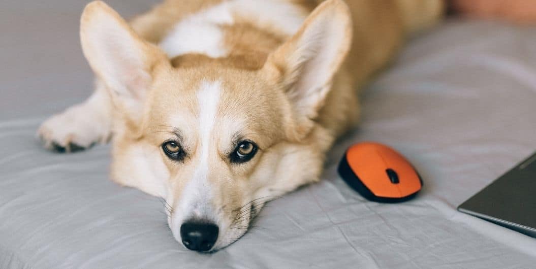 dog on bed